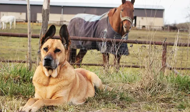Hund og hest står sammen på marken